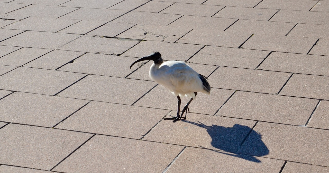 A bird walking across a square in Sydney Australia - being posed here as a college student lost in a world of AI.