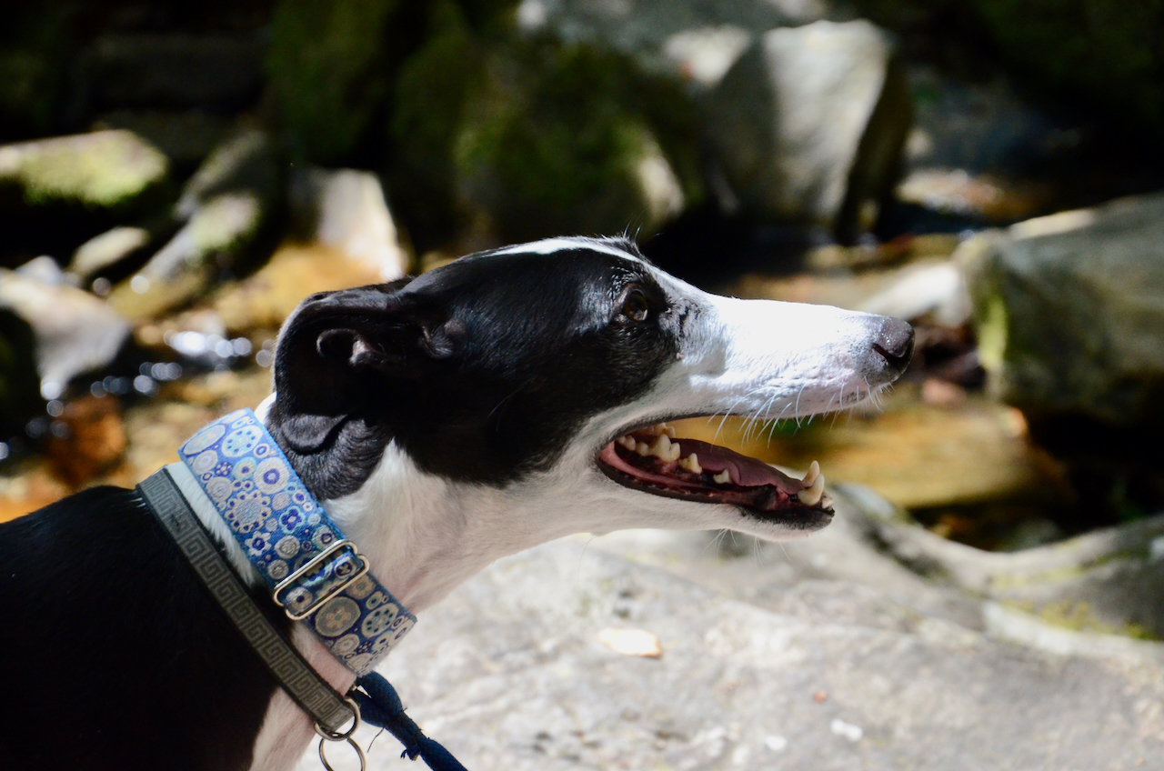 A black and white greyhound looking up attentively. At least as much as she ever does.