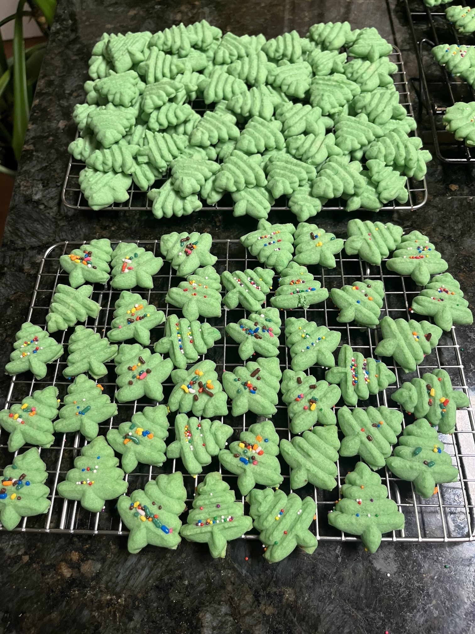 Trays of Christmas tree shaped cookies.