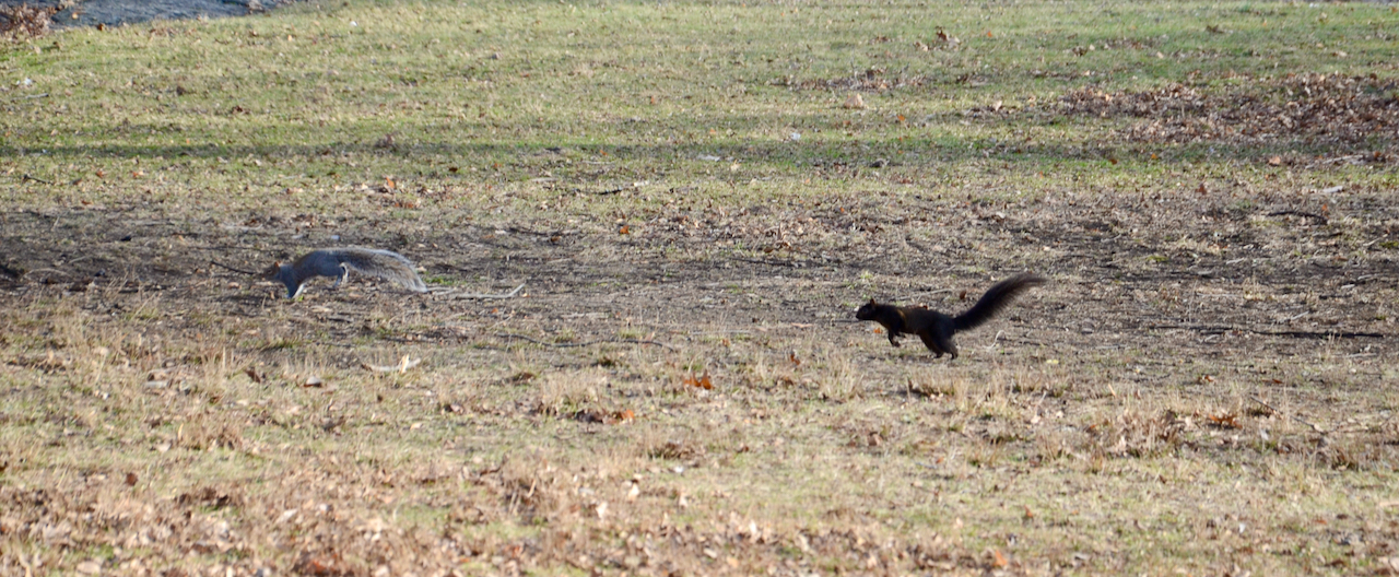 Two squirrels chasing each other in Central Park