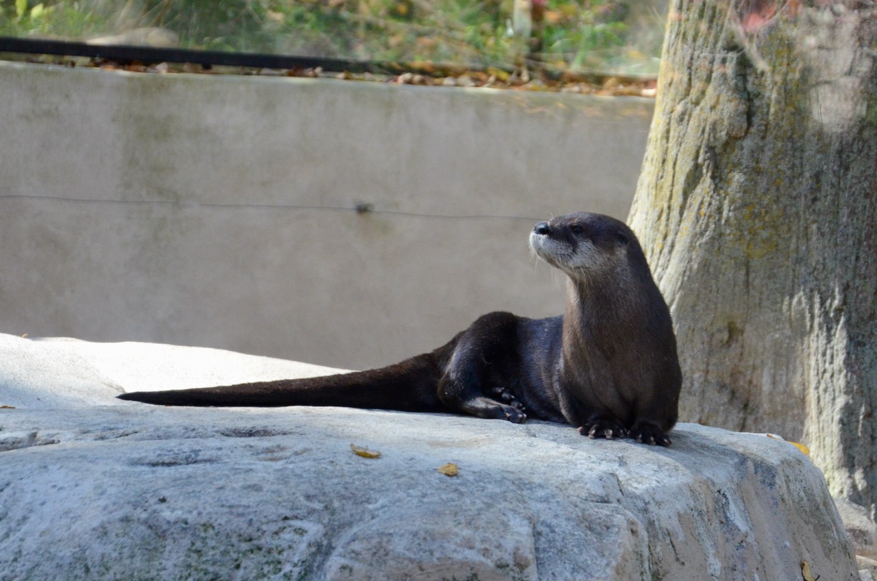 Otter - 1