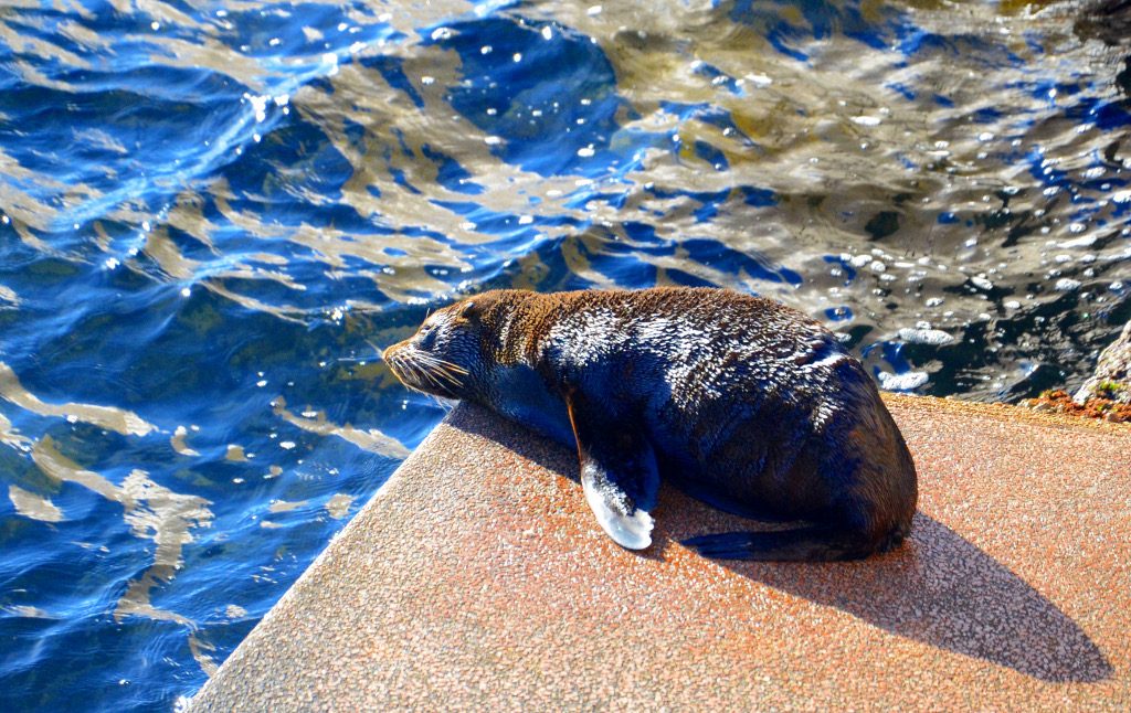 This little guy and an older buddy spend lots of time in the sun on these steps behind the opera house – I had no idea they were there until we were walking around.