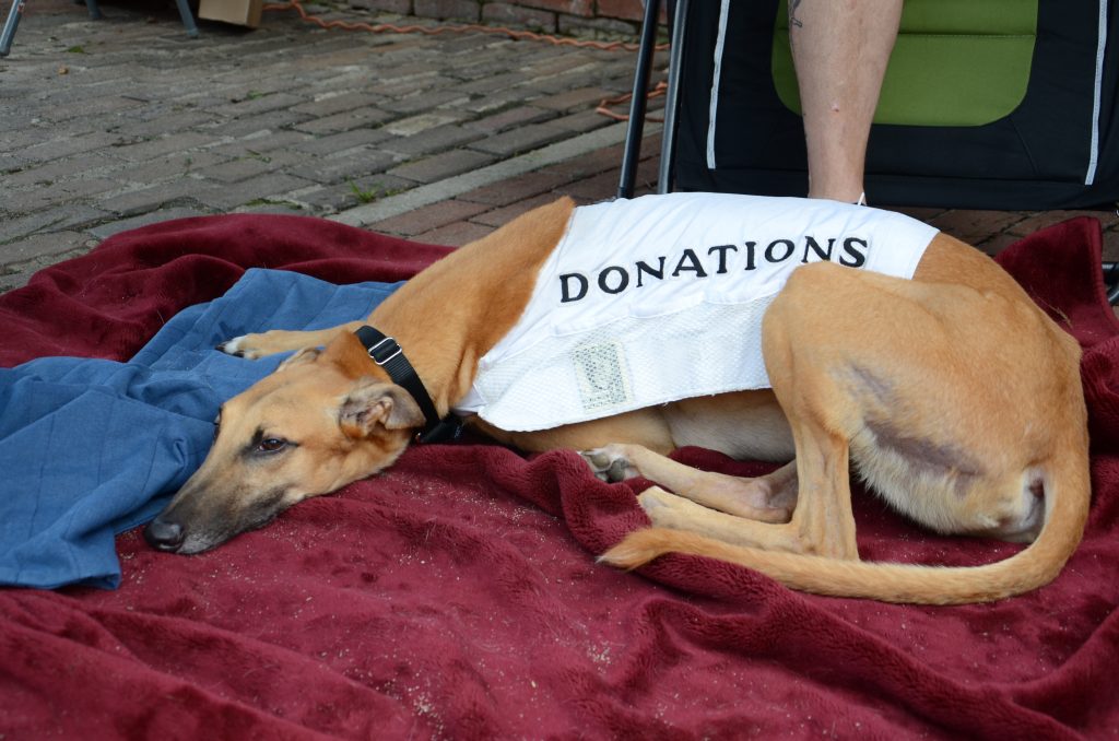 A greyhound wearing a vest labeled donations