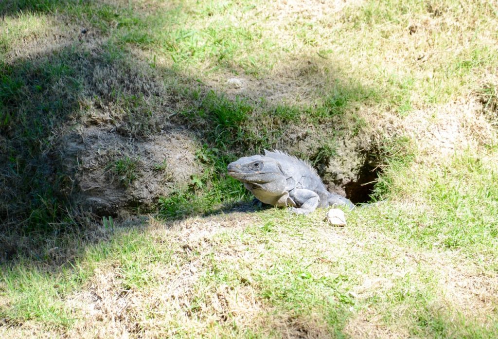A black iguana at the edge of his hole.