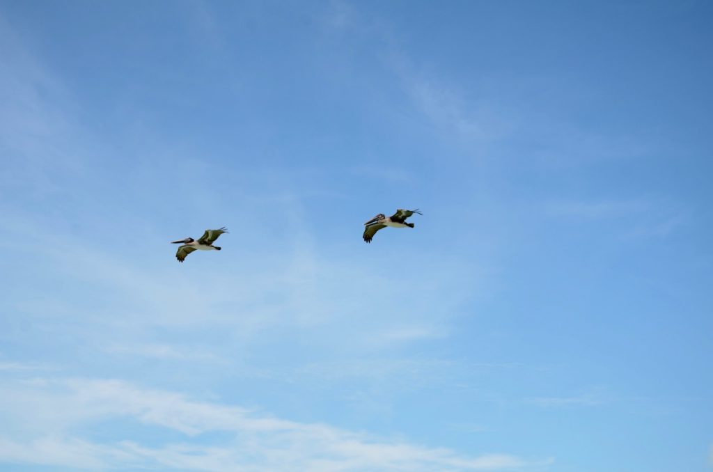Two birds against a blue sky