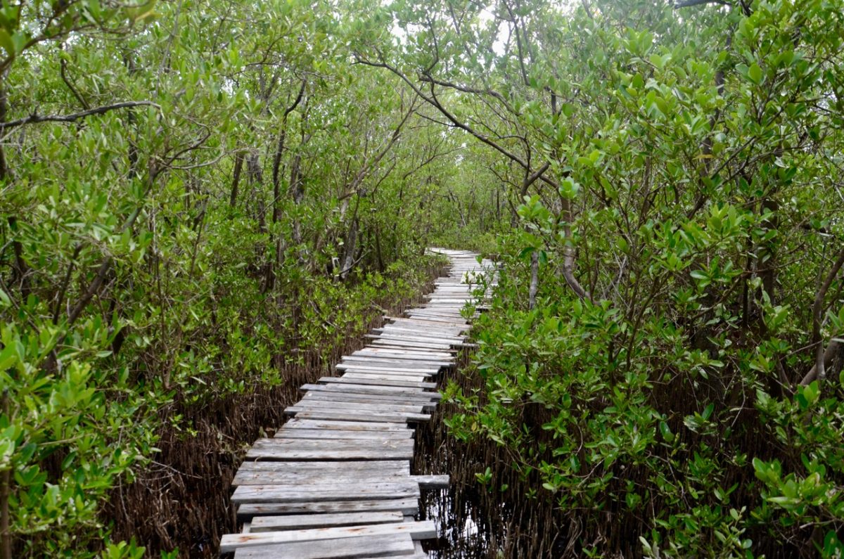 Rough wooden trail through a marsh.