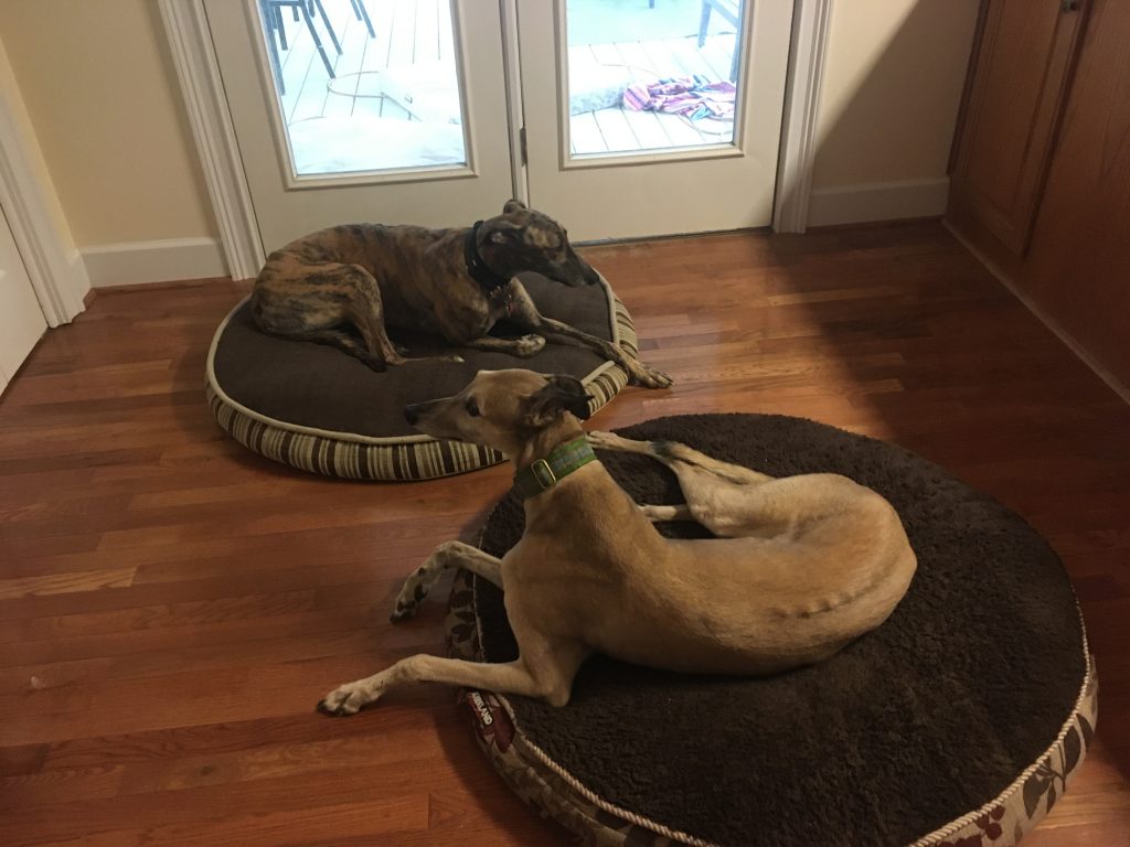 Two greyhounds laying on beds on a hardwood floor.