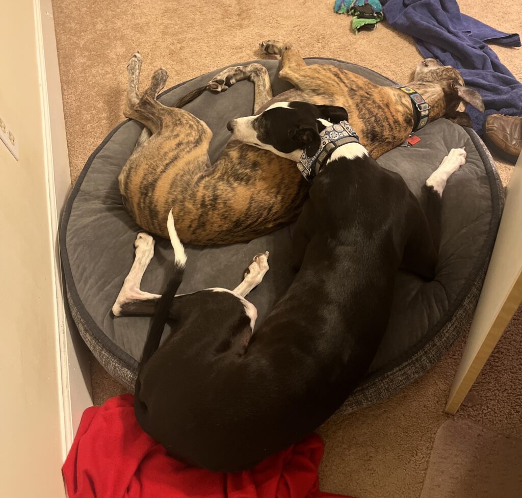 Two greyhounds cuddling on a dog bed.