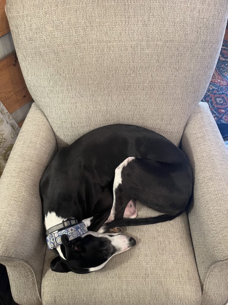 Greyhound curled in a ball, sleeping on a chair.