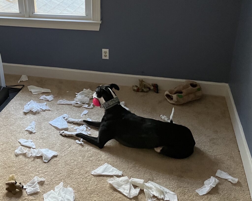 Greyhound in a room covered in shredded paper towel with a toy in her mouth.