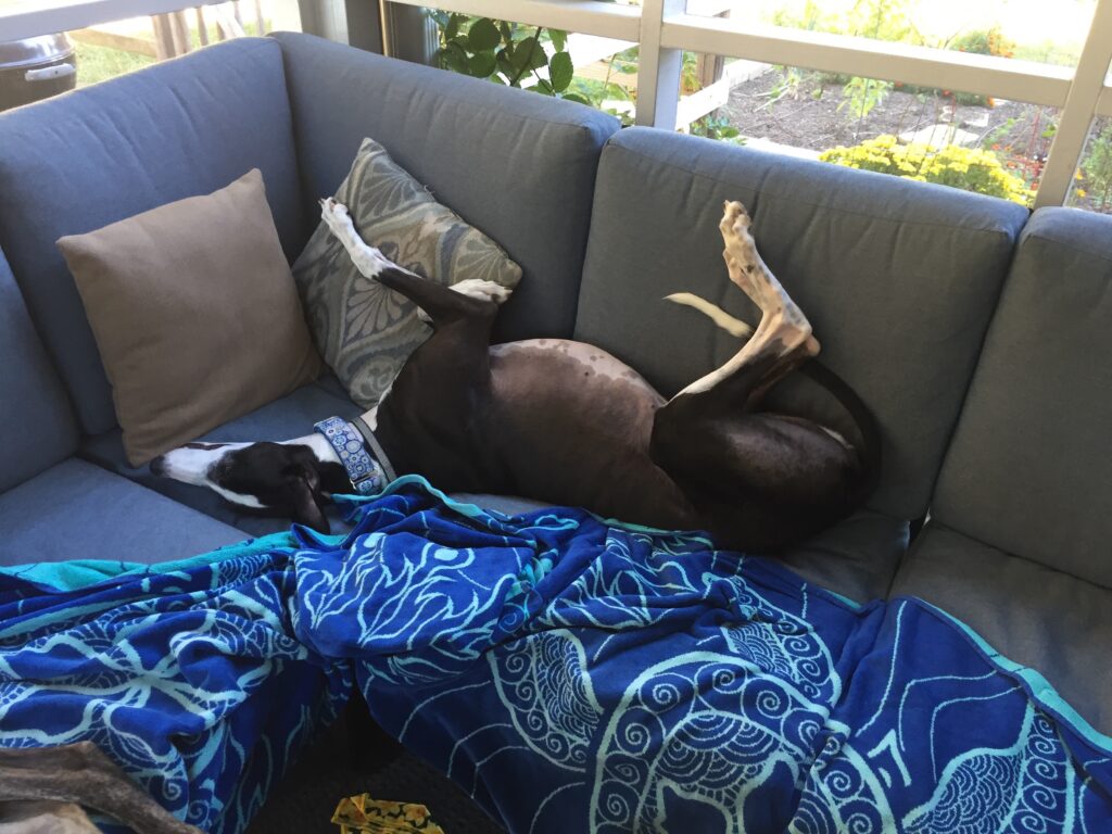 Greyhound sleeping on a couch with her feet in the air.